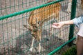 Closeup of hand giving grass to doe through fence in zoo Royalty Free Stock Photo