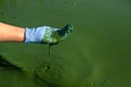 Closeup hand in glove scooping infected river water full of green algae