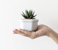 Closeup of hand holding cactus pot Royalty Free Stock Photo