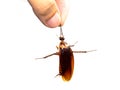 Closeup hand holding Cockroaches isolate on white background Royalty Free Stock Photo