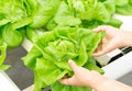 Closeup hand holding fresh vegetable hydroponic in field, healthy eathing concept, selective focus Royalty Free Stock Photo