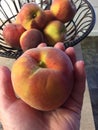 Closeup of hand holding homegrown organic peach