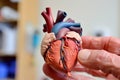 closeup of a hand holding a model human heart Royalty Free Stock Photo