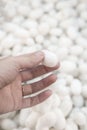 Closeup hand holding a silkworm cocoon