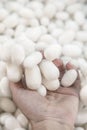 Closeup hand holding silkworm cocoons