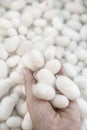 Closeup hand holding silkworm cocoons