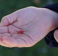 Closeup of a hand holding a tiny red leaf in a palm Royalty Free Stock Photo