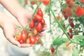 Closeup hand holding tomatoes with branch in vegetable farm for Royalty Free Stock Photo