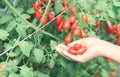 Closeup hand holding tomatoes with branch in vegetable farm for Royalty Free Stock Photo