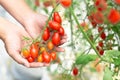 Closeup hand holding tomatoes on branch in vegetable farm with smile face and happy feeling for healthy food concept, vintage Royalty Free Stock Photo