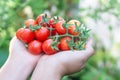 Closeup hand holding tomatoes on branch in vegetable farm with smile face and happy feeling for healthy food concept, vintage Royalty Free Stock Photo