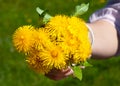 Closeup of hand holding yellow dandelion flowers