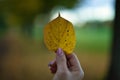 Closeup of a hand holding a yellow Tilia cordata leaf with the blurred background