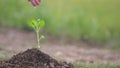 Closeup hand of person holding abundance soil with young plant in hand for agriculture or planting basil nature. save world concep