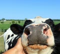 Close up of hand petting a holstein cow that craves attention