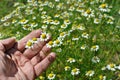 Closeup of hand, picking blooming homeopathic wildflowers chamomile Royalty Free Stock Photo