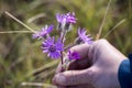 Closeup of a hand picking some purple wild daisy