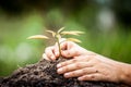 Closeup hand planting young tree in soil on green background