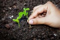 Closeup hand planting young tree in soil Royalty Free Stock Photo