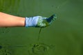 Closeup hand in protective glove scoops river water infected with green algae
