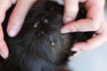 Closeup hand showing big tick parasite on a dog skin, selective focus Royalty Free Stock Photo