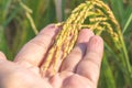 Closeup hand touching a rice in the paddy filed on blurred background