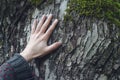 Closeup of hand touching a tree
