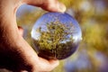 Tree in a crystal ball Royalty Free Stock Photo