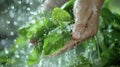 A closeup of a handful of freshly picked green leaves being washed under running water Royalty Free Stock Photo