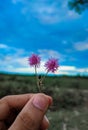 A closeup of handholding beautiful Mimosa nuttallii flower Royalty Free Stock Photo