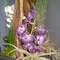 Handmade ikebana with orchids Royalty Free Stock Photo