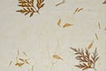 Closeup of handmade paper texture background with petals Royalty Free Stock Photo