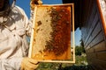 Closeup hands of beekeeper hold wooden frame with honeycomb. Collect honey. Beekeeping concept