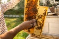 Closeup of hands beekeeper holding a honeycomb full of bees. A beekeeper collects bees by hand