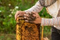 Closeup of hands beekeeper holding a honeycomb full of bees. The bees wrapped around the beekeeper`s hand