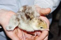 Closeup of the hands of a child holding a cute little yellow chick farm concept.