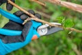 Closeup of hands doing spring pruning of raspberry bushes, gardener in gloves with garden pruner