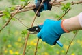 Closeup of hands doing spring pruning of raspberry bushes, gardener in gloves with garden pruner