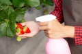 Closeup hands entrepreneur young asian woman standing and watering strawberry plants in farm at greenhouse. Royalty Free Stock Photo