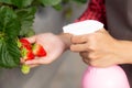 Closeup hands entrepreneur young asian woman standing and watering strawberry plants in farm. Royalty Free Stock Photo