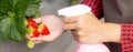 Closeup hands entrepreneur young asian woman standing and watering strawberry plants in farm at greenhouse. Royalty Free Stock Photo