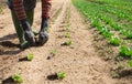 Closeup of hands of gardener while planting cabbage