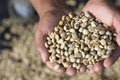 Closeup of hands holding fresh coffee beans under sunlight with a blurry background in Guatemala Royalty Free Stock Photo