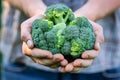 Closeup of Hands Holding Fresh Green Broccoli