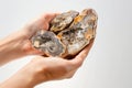 closeup of hands holding petrified wood against a white background