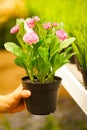 Closeup on hands holding pots of flowers Royalty Free Stock Photo