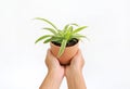 Closeup of hands holding tree pot on white background. Soft focus Royalty Free Stock Photo