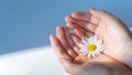 Closeup of hands holding a white daisy flower, blur background Royalty Free Stock Photo