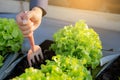 Closeup hands of man farmer shovel dig fresh organic vegetable garden in the farm, produce and cultivation green oak lettuce Royalty Free Stock Photo