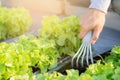 Closeup hands of man farmer shovel dig fresh organic vegetable garden in the farm, produce and cultivation green oak lettuce Royalty Free Stock Photo